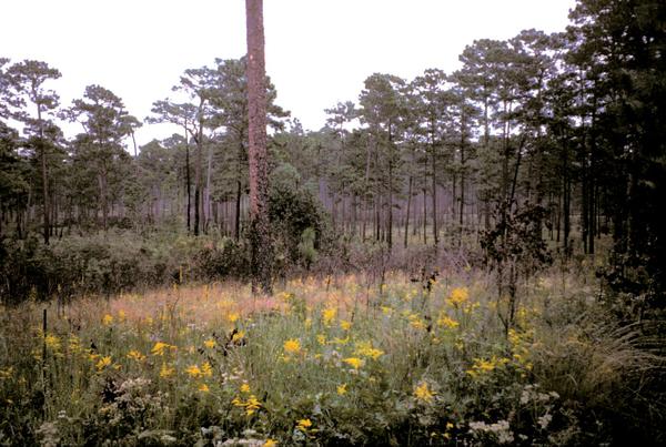 Wildflowers growing in a recently-burned pine stand